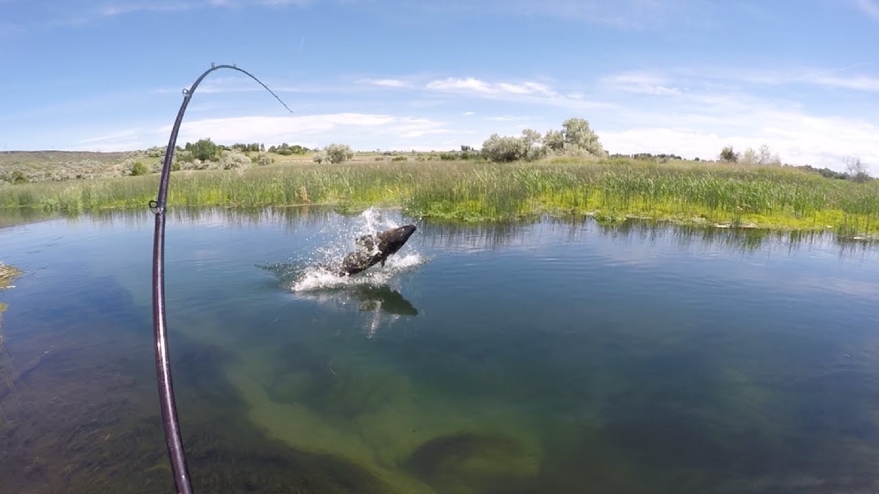 Two Idaho men catch 'monster' sturgeon while kayak fishing