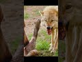 Capture de la vidéo Bear Vs Wolf - Who Would Actually Win?
