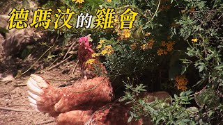 【部落產業】德瑪汶的雞會｜泰雅部落在地生活 (我們的島 第1061集 2020-06-29)