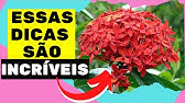 Ixora Anita - Um buquê de flores no jardim - thptnganamst.edu.vn