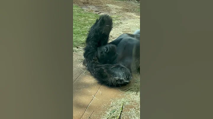 WOW Human like behavior, all 4 gorillas turn their...