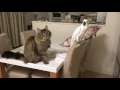 オウムに触りたい猫（ふう）