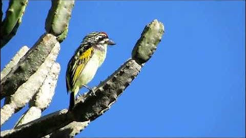 Birding in the Eastern Cape, South Africa - Red-fronted Tinkerbird