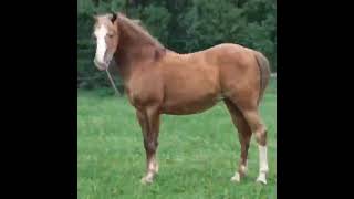 StyleGAN2 Horse (config-f) - interpolation animation