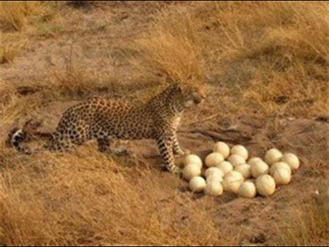OSTRICH PROTECT EGGS TILL DEATH/ANIMALS PLANET