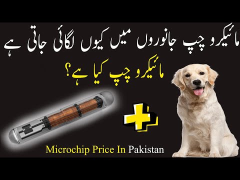 Pet Care - How Do Pet Microchips Work? Microchip dog