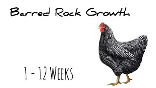 Barred Rock Chic Growth || 1  12 Weeks old baby chics || Moms Chickens