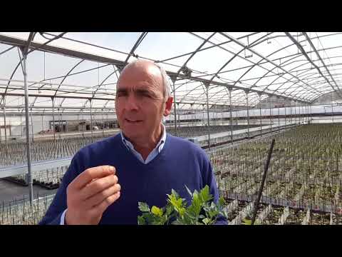 Video: Pomodori A Bassa Crescita Per Terreni Aperti Senza Pizzicare: Descrizioni Delle Varietà Con Foto E Recensioni