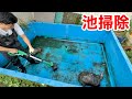 巨大ガメを飼育する３ｍ池のお掃除ルーティン