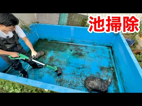 Cleaning Routine for My 3-Meter Pond Housing a Giant Turtle