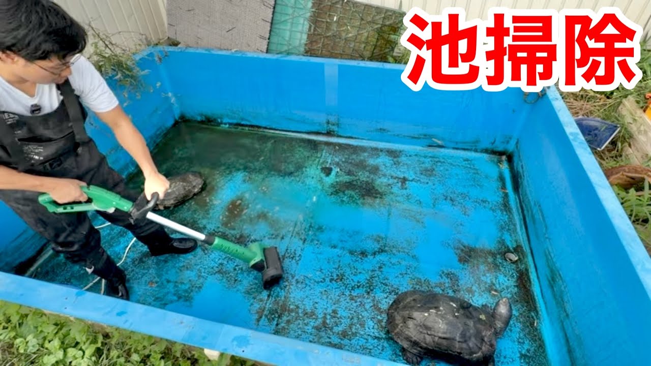巨大ガメを飼育する３ｍ池のお掃除ルーティン