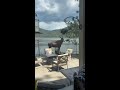 Moose inside a fence at a house in Coeur d’ Alene