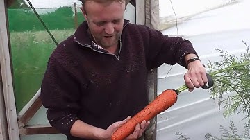 Allotment Diary Aug 30 : Pulling this years Show Parsnips & Stump Carrots