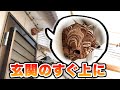 ハチの脅威はどんな家にも起こりえます