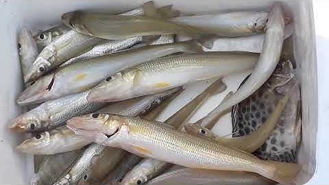 Câu Cá Bóng Đục Ở Lý Nhơn Cần Giờ Trong Mùa Dịch