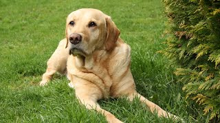 Chesapeake Bay Retrievers: Unsung Heroes of Wetland Restoration by Chesapeake Bay Retriever USA 212 views 2 months ago 4 minutes, 46 seconds