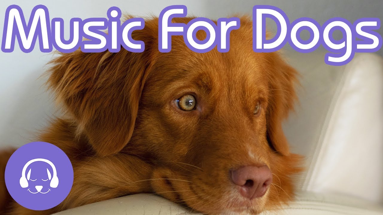 Relaxing Dog Music Calm My Dog Down with Soothing Music! (2020) YouTube