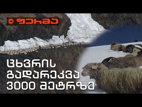 #ფერმა მსოფლიოს ურთულესი გზა და ცხვრის გადარეკვა 3000 მეტრზე