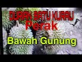 Misi mencari durian Batu kurau viral konvoi sakan(Promosi Port Durian)