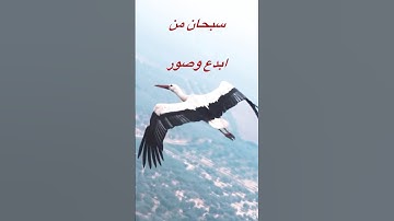 تبارك الله الطير شكله روعه مع تلاوة خاشعه لماتيسر من سورة الملك#طيور #سورة_الملك