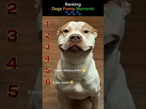 Ranking Funny Dogs Moments๐คฃ๐พ๐