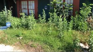 Free lawn restoration and cleanup of NEGLECTED yard by Josh's lawn service 62,996 views 1 year ago 19 minutes