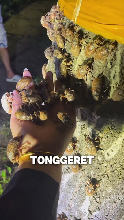 The process of raising tonggeret