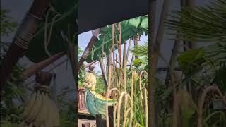 Mr Monkeys Banana Boat Ride At Thorpe Park #themepark
