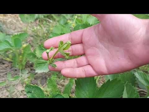 Video: Metsmaasika herbitsiid – metsmaasikataimedest vabanemine