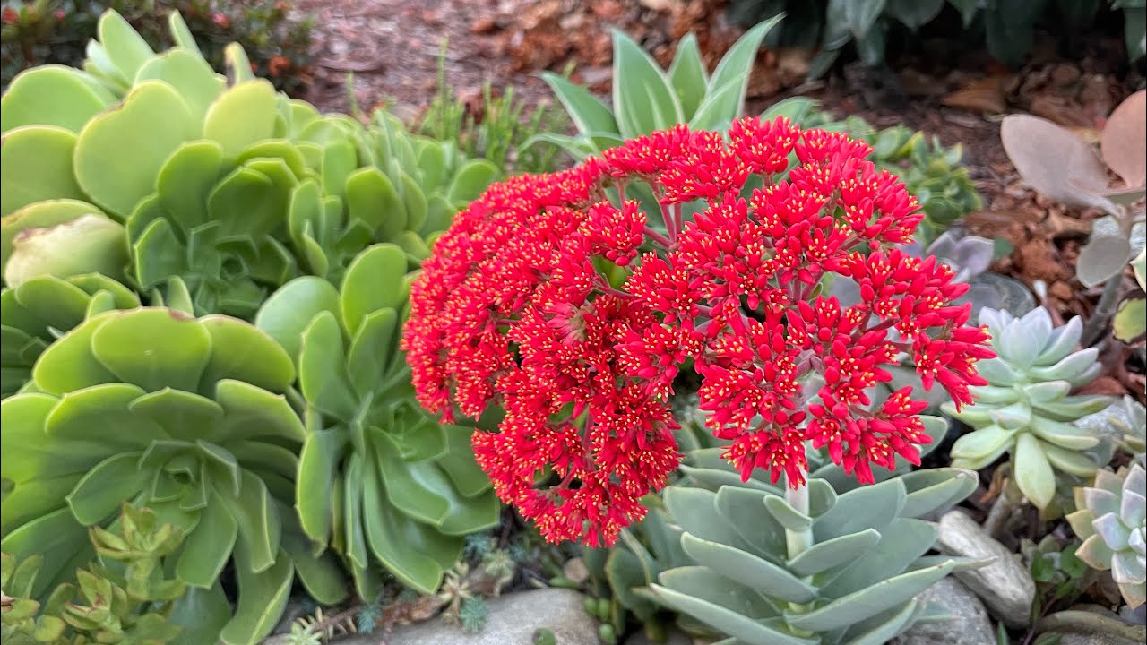Sukulent vlog30: Crassula falcatalar cicek acmissa