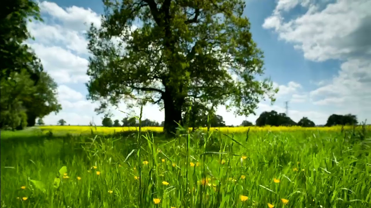 Download this free stock video clip for commercial or personal use, under the Video Free License.