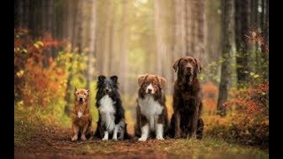 Razas de Perros, Guía de todas las razas de perros del mundo,(muy completo)