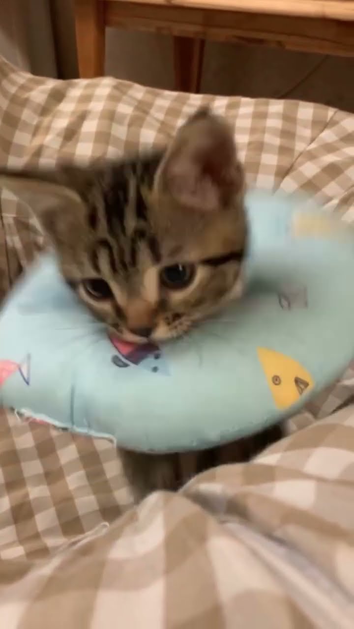Top bébé chaton oronge