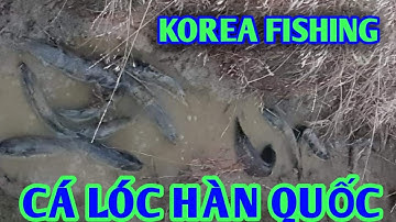 Câu cá chuối chiều muộn tại hàn quốc | fishing snakehead || #dhtchannel