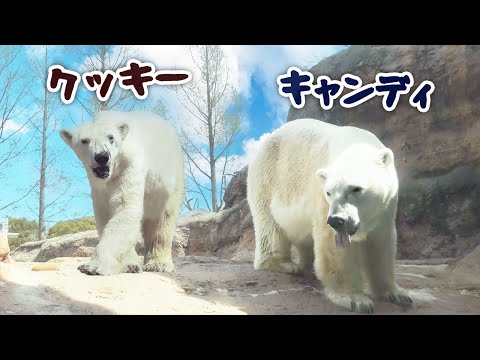 Polar bear Cookie & Candy｜ホッキョクグマ シロクマ クッキー キャンディ のんほいパーク 豊橋総合動植物公園