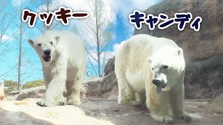 Polar bear Cookie & Candyホッキョクグマ シロクマ クッキー キャンディ のんほいパーク 豊橋総合動植物公園