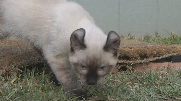 Video 2635781: lynx cat breed, domestic cat breed, feral cat, exotic kitten, rare exotic, cat cross, kittens amazing