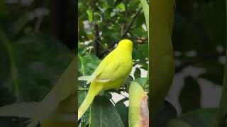 Yellow Birds Are Playing On The Tops Of Trees, Smart Birds, Cute Birds. #Cute #Lovebirds