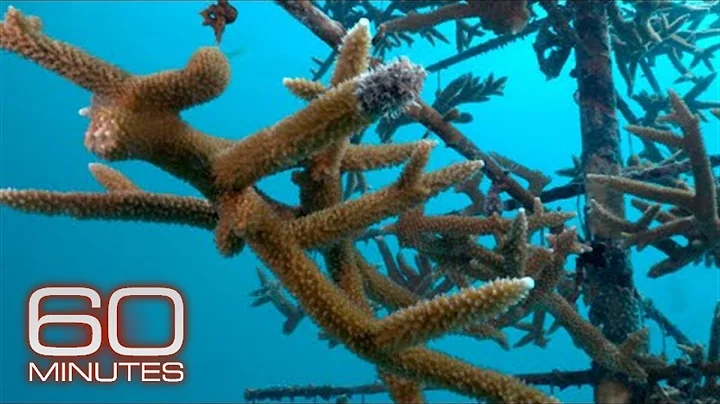 Marine biologists restoring coral reefs: We are bu...