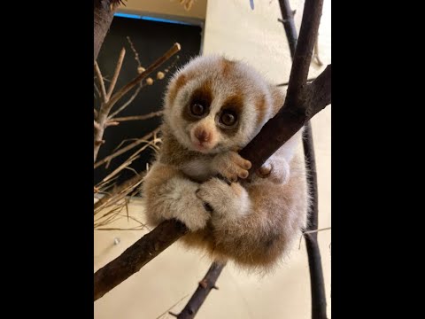 Slow Loris |