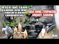 NETAS DI KANDANG AVIARY, GENERASI KEEMPAT, JALAK NIAS DAN JALAK SUREN LAGI ANGKUT SARANG