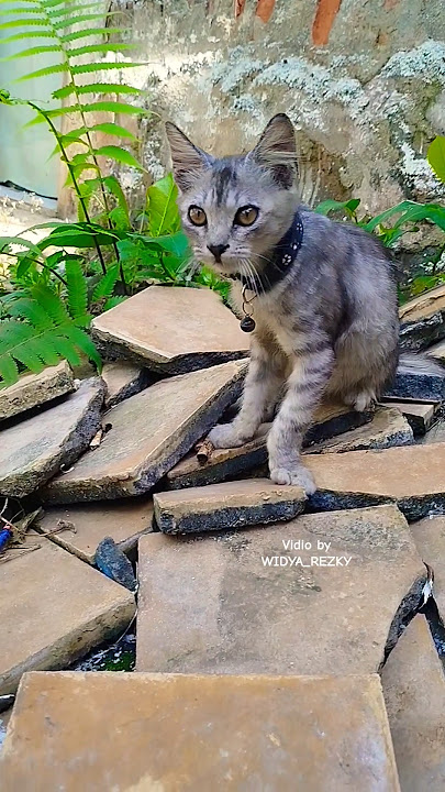 Si Chiki bentar lagi mirip Kakak Chiko besarnya. #cat #shorts #short #shortvideo #shortsfeed #cute