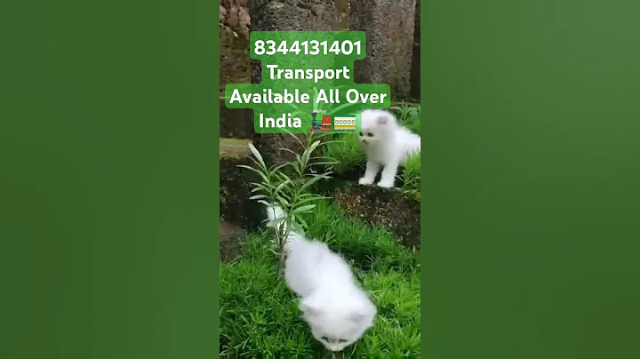 Video 11883771: persian cat kitten
