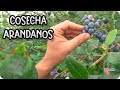 Cosecha ÉPICA de Arándanos en una Finca Ecológica: ¡La Experiencia de tu Vida! El Cierrón