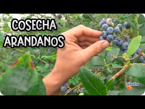 Video: Recolección de arándanos: cómo y cuándo cosechar arbustos de arándanos