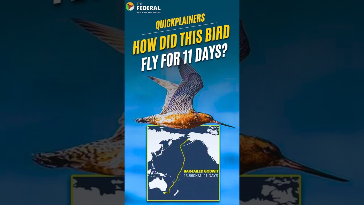 How a bird flew 13,560 km across Pacific without stopping | #shorts