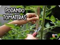 Como Podar Tomates Y Quitar Chupones Tomates || La Huertina De Toni