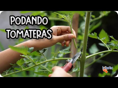 Video: Hijos de plantas de tomate: ¿Qué son los chupones de una planta de tomate?