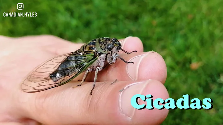 Cicada Calls (Neotibicen) - DayDayNews