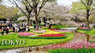 Tokyo Showa Kinen Park【国営昭和記念公園】| Top Tulip flower garden in Tokyo Japan | #explorejapan #japan #4k